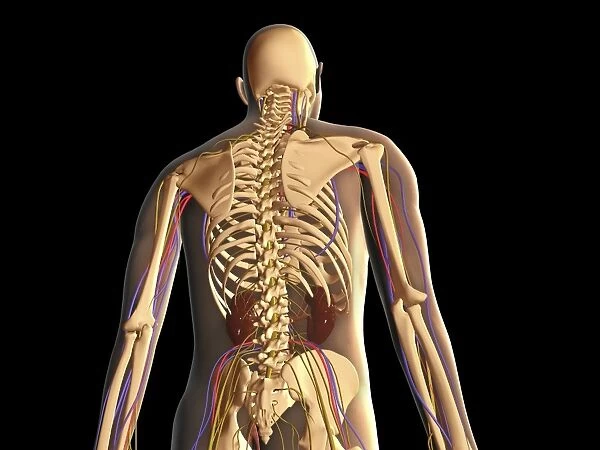 Transparent view of human body showing skeleton, kidney and nervous system