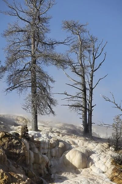 Trees in sinter terraces near Palette Spring, Yellowstone National Park