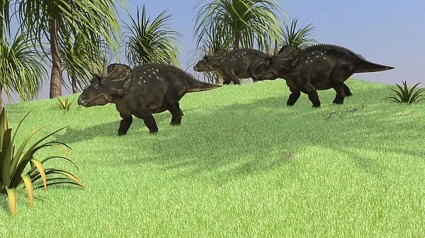 Three Triceratops walking across an open field
