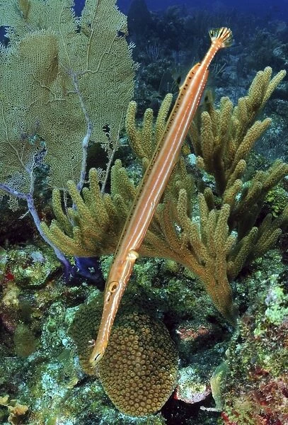 Trumpetfish on Caribbean reef