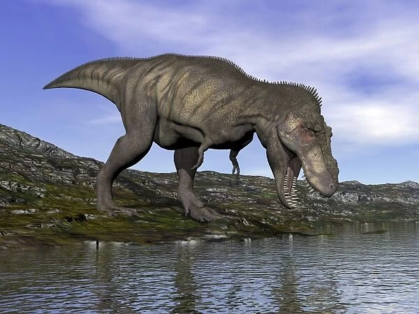 Tyrannosaurus rex dinosaur walking to the edge of water