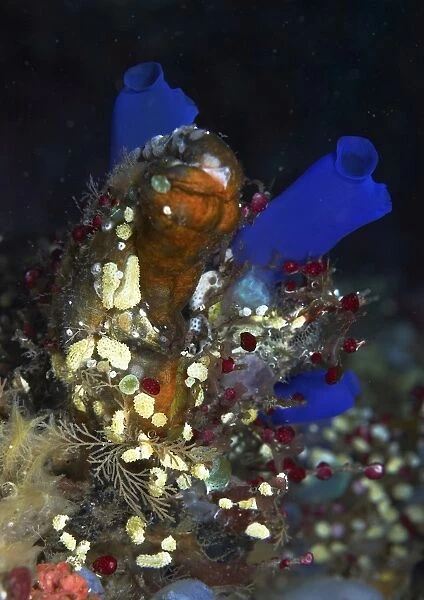 Underwater bouquet formed by cluster of ascidians, Bali, Indonesia