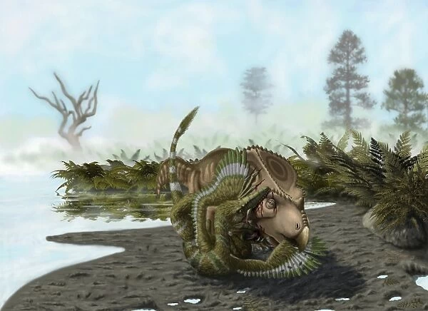 A Velociraptor attacks a Protoceratops