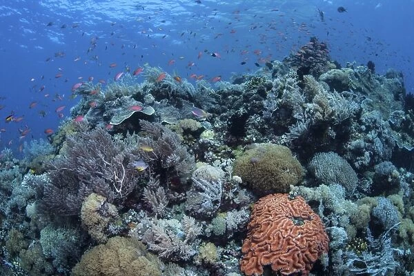 A vibrant and healthy coral reef in Komodo National Park, Indonesia