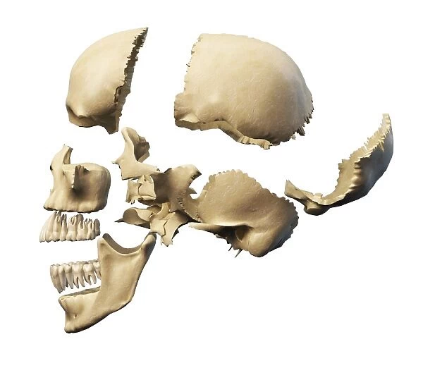 Side view of human skull with parts exploded