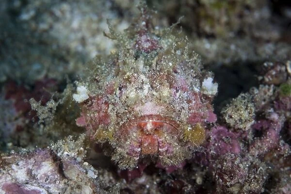 A well-camouflaged scorpionfish lays on a coral reef