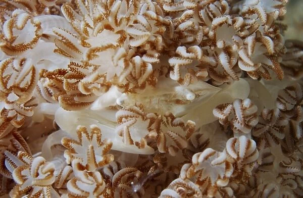 White porcelain crab in beige soft coral, North Sulawesi