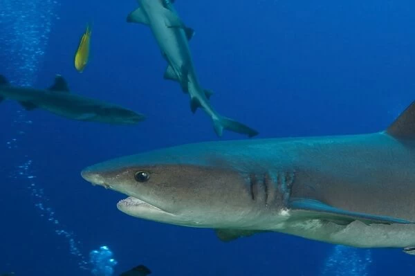 Whitetip reef shark, Papua New Guinea