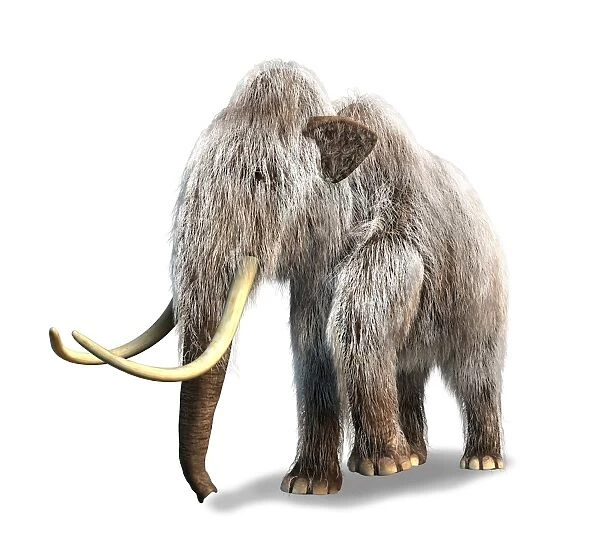 Woolly Mammoth, white background