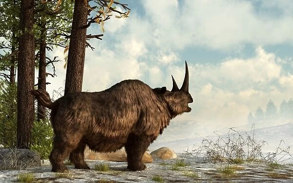 A woolly rhinoceros trudges through the snow, Pleistocene epoch