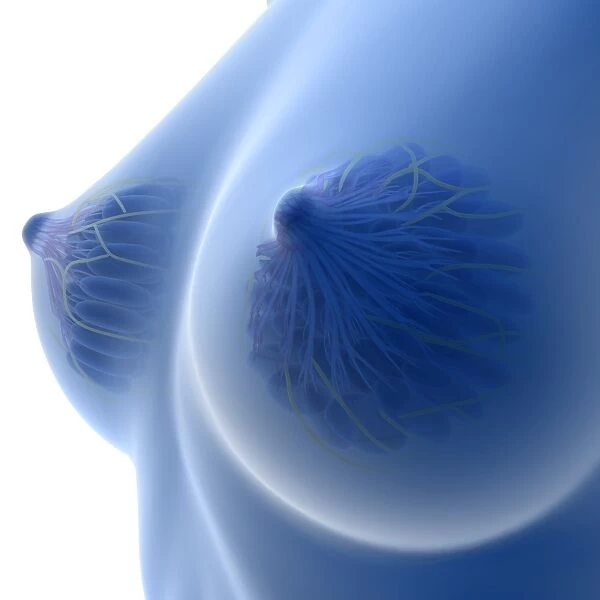 X-ray Image of female breast anatomy