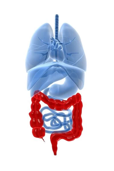 X-ray image of internal organs with large intestine highlighted in red