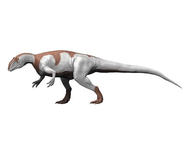 Yangchuanosaurus is a theropod from the Late Jurassic period