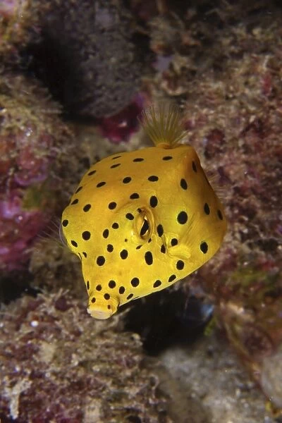 Yellow boxfish, North Sulawesi, Indonesia