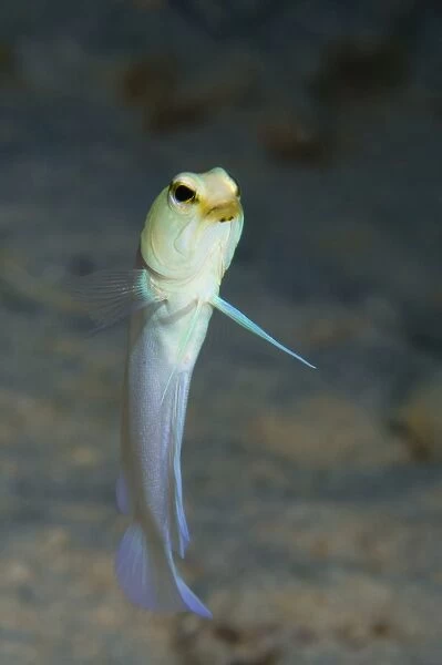 Yellowhead jawfish, Belize
