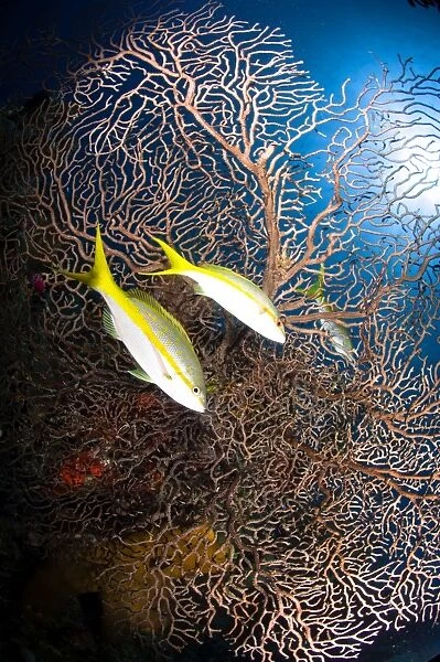 Yellowtail snappers and sea fan, Belize