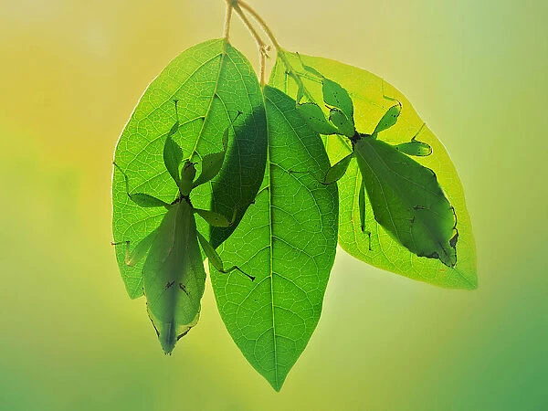 Leaf insects 2