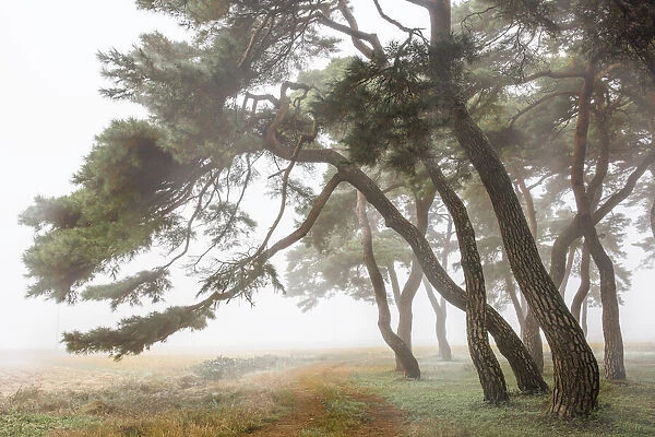 Pine Grove in Fog-2