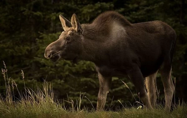 Young Moose on the Loose