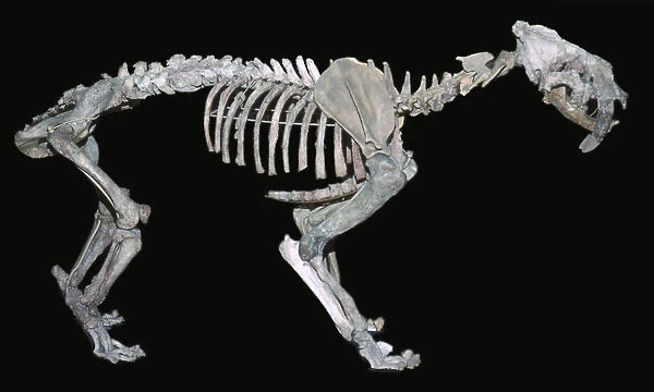 Fossil skeleton of a sabre-toothed tiger