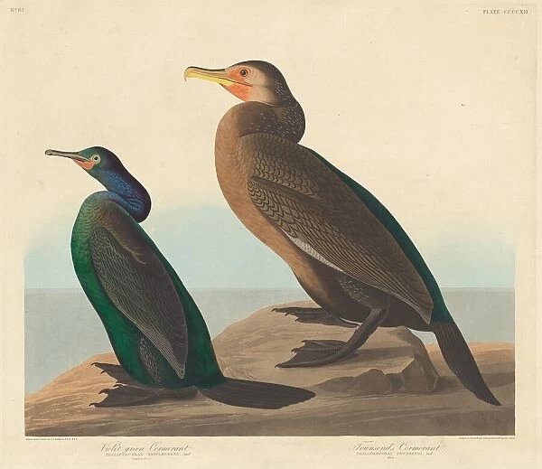 Violet-green Cormorant and Townsends Cormorant, 1838. Creator: Robert Havell