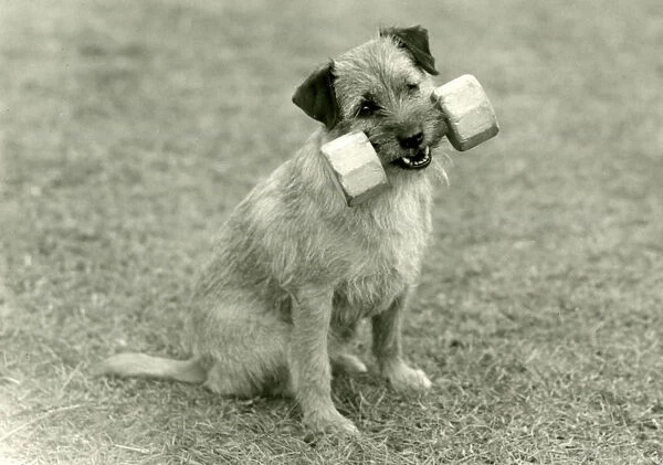 Fall  /  Border Terrier  /  1960