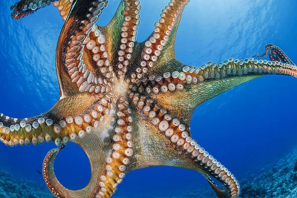 Day octopus (Octopus cyanea) is also known as the Big blue octopus. It occurs in both the Pacific and Indian Oceans, from Hawaii to the eastern coast of Africa; Hawaii, United States of America