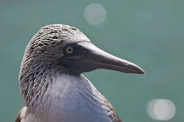 Ecuador, Galapagos Islands, Detail shot of a blue footed booby (Sula nebouxii excisa)