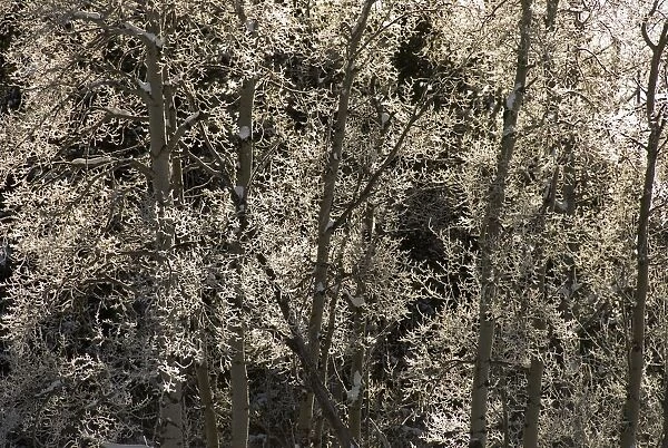 Frost Covered Trees In The Canadian Rockies; Bragg Creek, Alberta, Canada