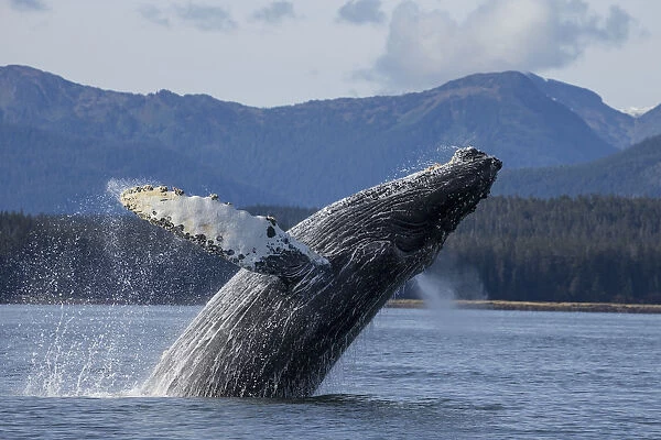 A Humpback Whale Breaches As It Leaps From The Calm Waters Of Stephens Passage Near Tracy Arm In Alaskas Inside Passage. Admiralty Islands Forested Shoreline Beyond, Tongass Forest
