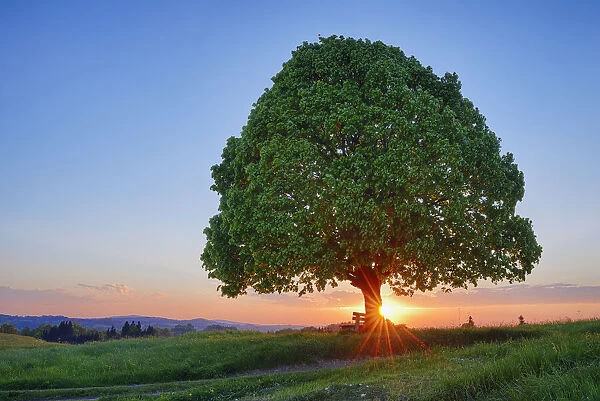 Lime tree (tilia) and park bench in meadow at sunset, spring. Irschenberg, Miesbach, Bavaria, Germany