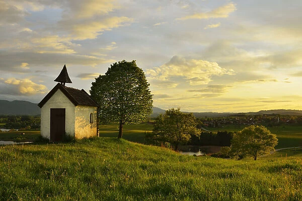 Little Chapel with Tree at Sunset in Spring, Aidlinger Hohe, Upper Bavaria, Bavaria, Germany