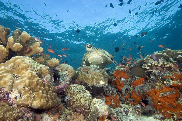 Malaysia, Sipidan, Green Sea Turtle (Chelonia Mydas) On Colorful Coral Reef With Schooling Fish