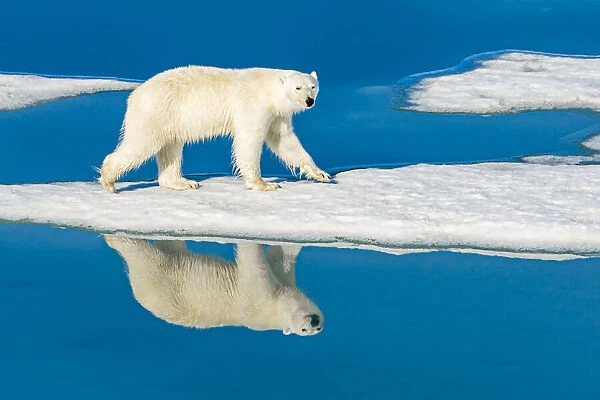 Polar bear walking on melting pack ice, Svalbard, Norway