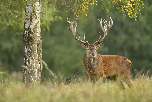 Red Deer, Saxony, Germany