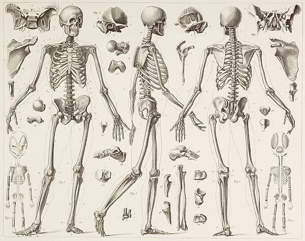 Skeleton Of A Fully Grown Human, After A 19Th Century Print