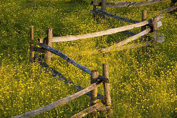 Wildflowers And A Wooden Fence At Sunset; Fulford, Quebec, Canada