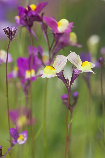 GP_0612. Linaria moroccanan. Fairy toadflax. Mixed colours subject
