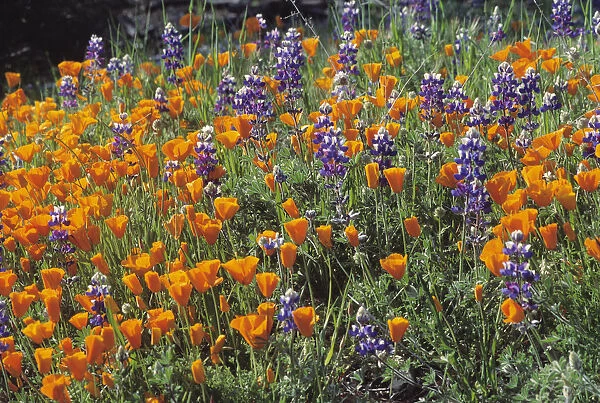 IR_0103. Eschscholzia californica. Poppy - Californian poppy. Mixed colours subject
