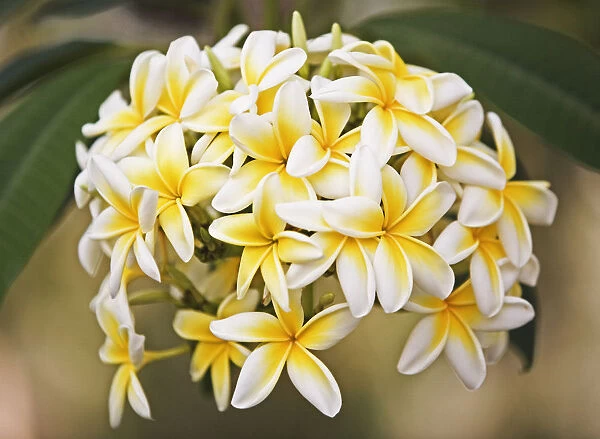 JN_0088. Plumeria rubra. Frangipani  /  West Indian Jasmine  /  Monoi. Yellow subject
