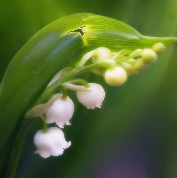 MAM_0465. Convallaria majalis. Lily-of-the-valley. White subject. Green b / g
