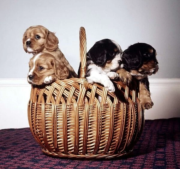 Animals Puppies in basket, dogs