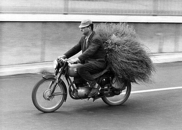 Rome. An Italian transports a large bundle of straw on the pillion of his Motorcycle