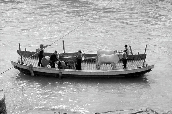 Ox cart carried by a boat on the Arno in the area between Le Sieci and Molino del Piano