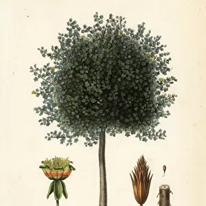 American tulip tree or tulipwood, Liriodendron tulipifera