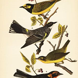 American warblers