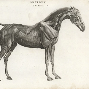 Anatomy of the horse: musculature