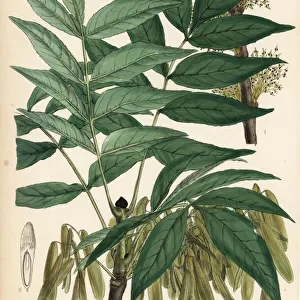 Ash tree, Fraxinus excelsior