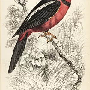 Black-and-red broadbill, Cymbirhynchus macrorhynchos