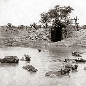 Cattle in a waterhole, Egypt circa 1880s